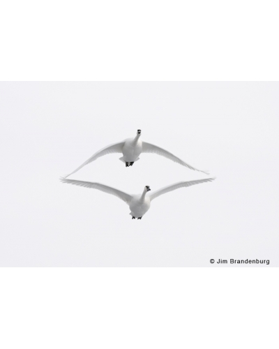 P742 Trumpeter swans pair