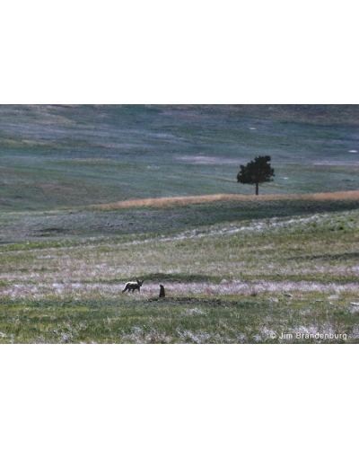 P743 Young coyote with prairie dogs