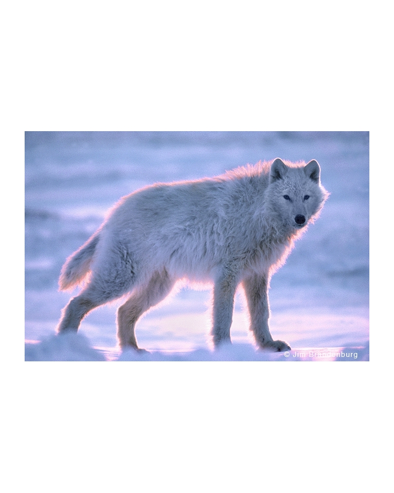 W175 White wolf, pink highlight