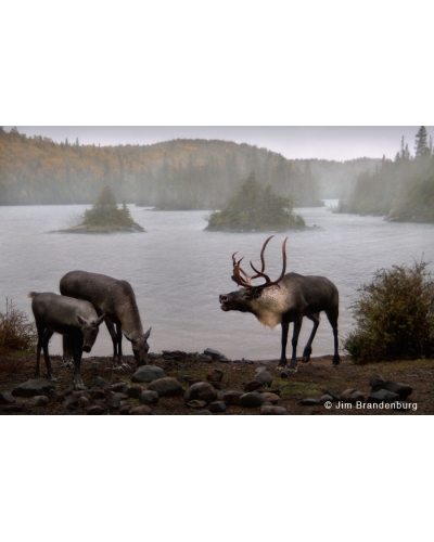 NW640 Bull caribou bellows at cow