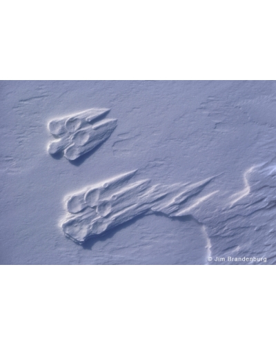 WW15 Arctic wolf tracks