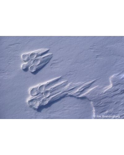 WW15 Arctic wolf tracks