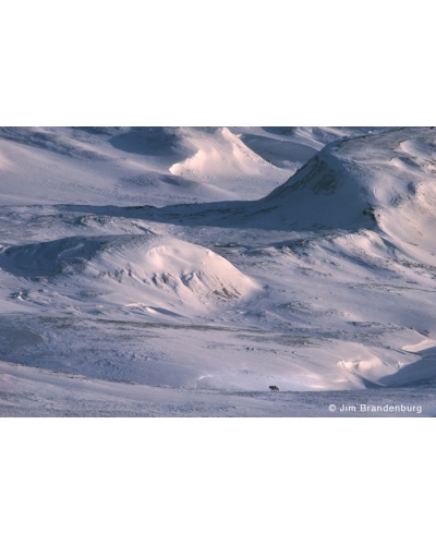 WW17 White wolf, big winter landscape