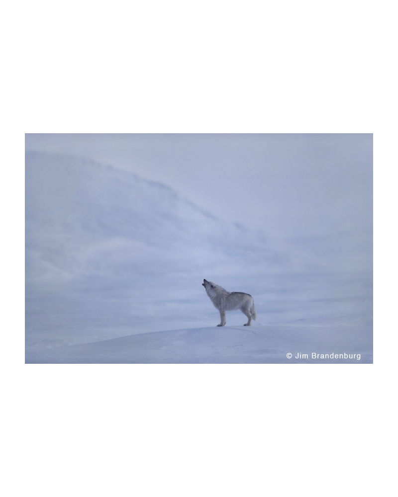 WW18 Lone arctic wolf howls