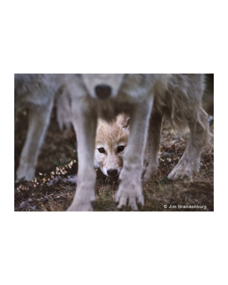 WW45 Pup through legs, white wolves