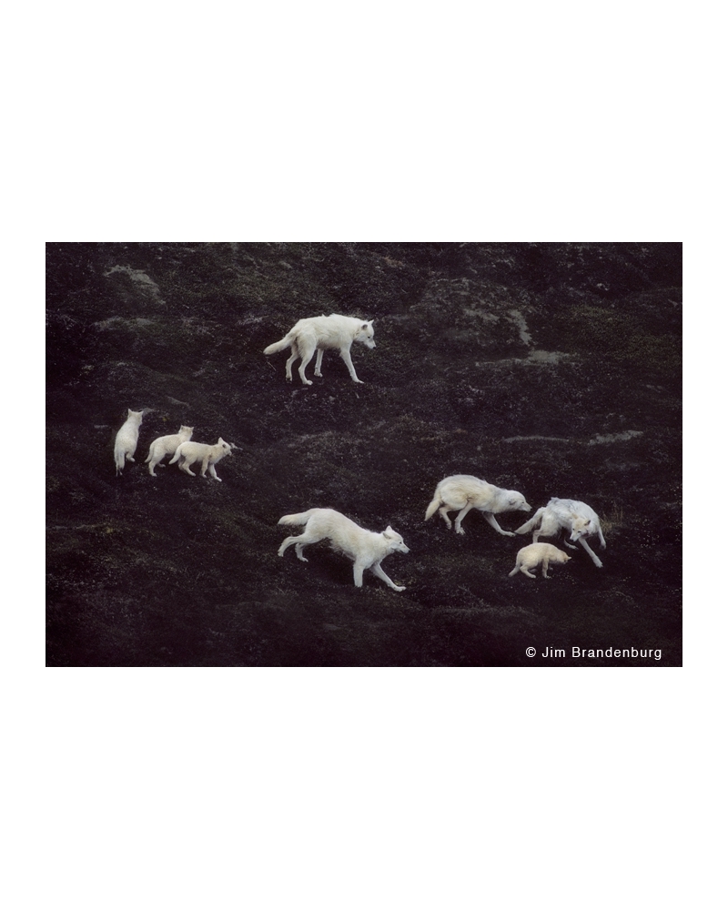 WW55 Arctic wolves play
