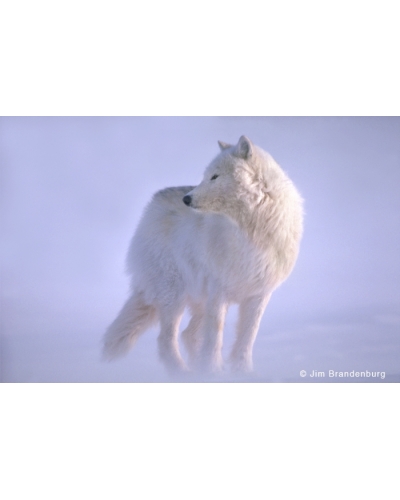 WW71 Arctic wolf