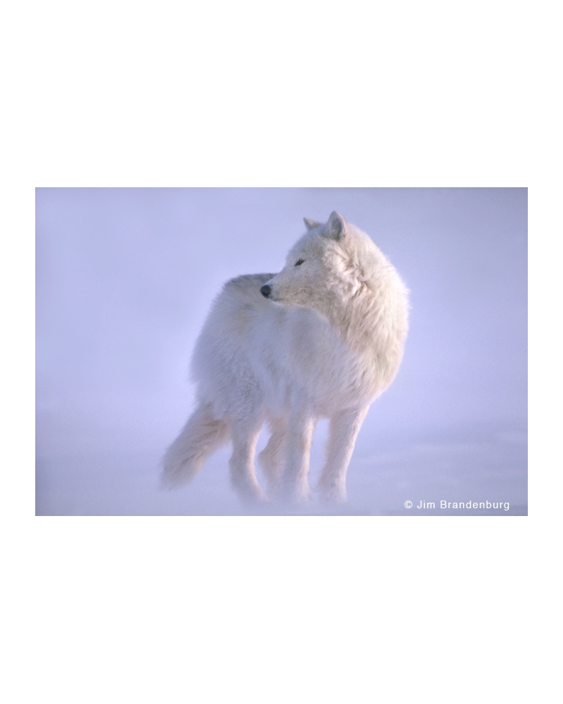 WW71 Arctic wolf