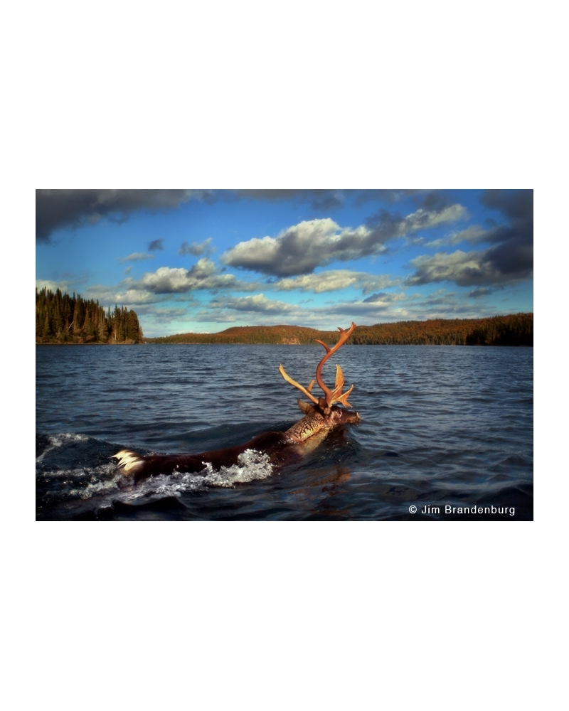 NW642 Caribou swims