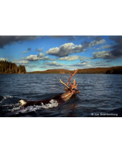 NW642 Caribou swims