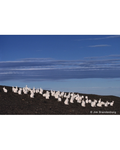 WW96 Arctic hare herd