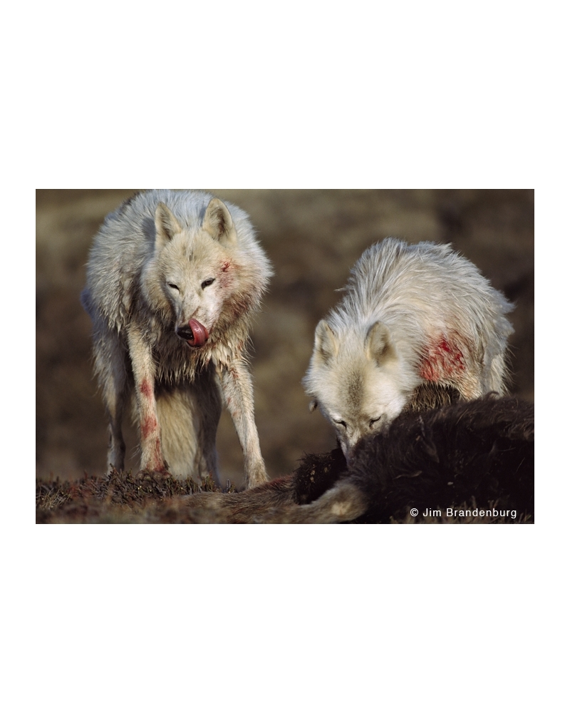 WW129 White wolves at muskox kill