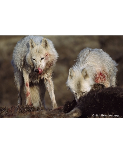 WW129 White wolves at muskox kill