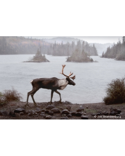 NW644 Bull caribou in rain