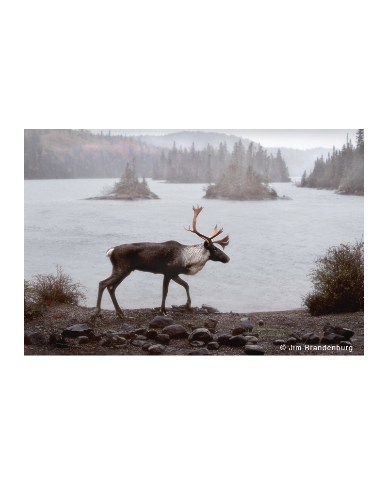 NW644 Bull caribou in rain