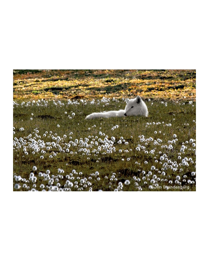 WW143 White wolf in cotton grass