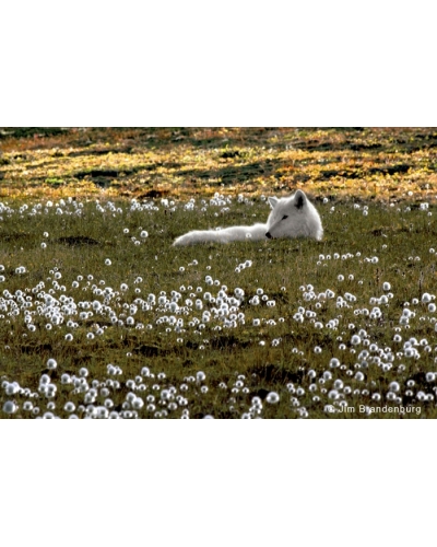 WW143 White wolf in cotton grass