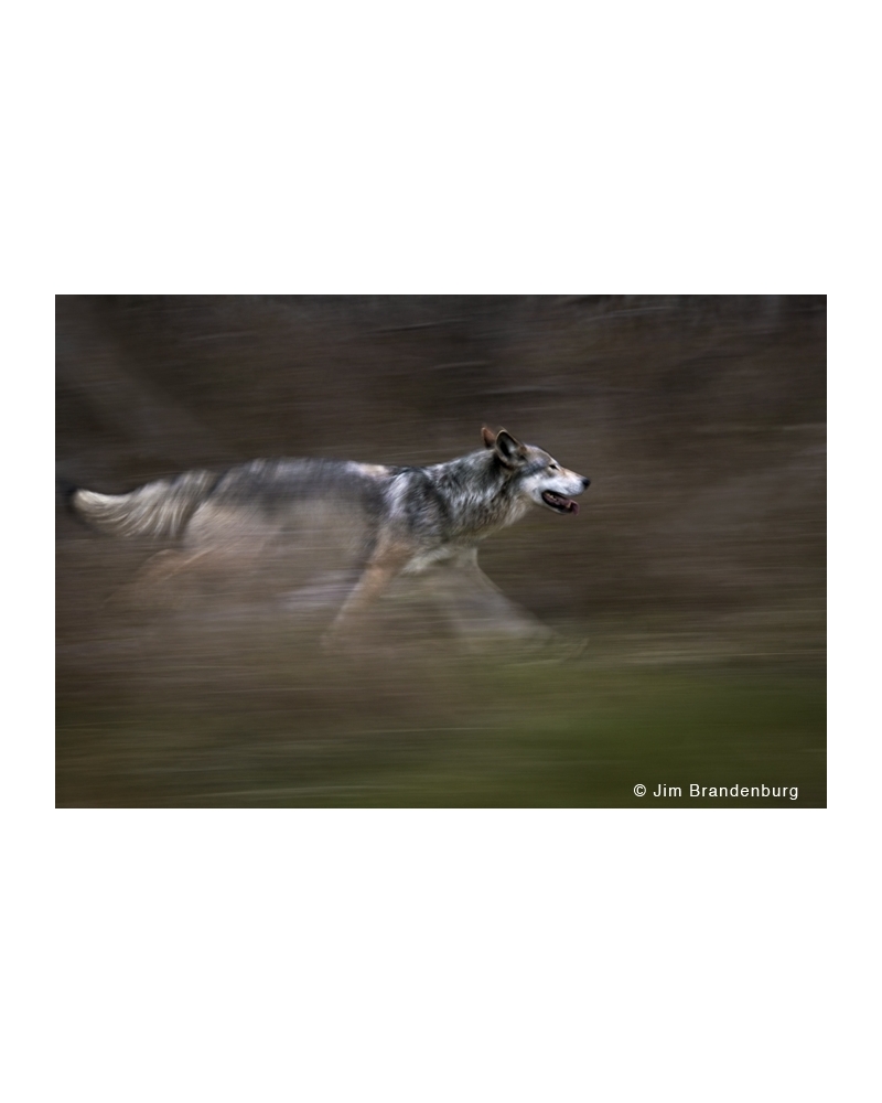 NW658 North shore wolf motion