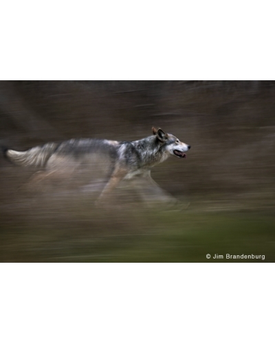 NW658 North shore wolf motion