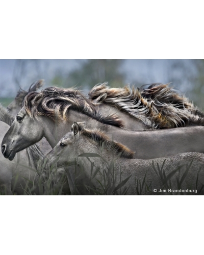 NL116 Wild Konic Horses