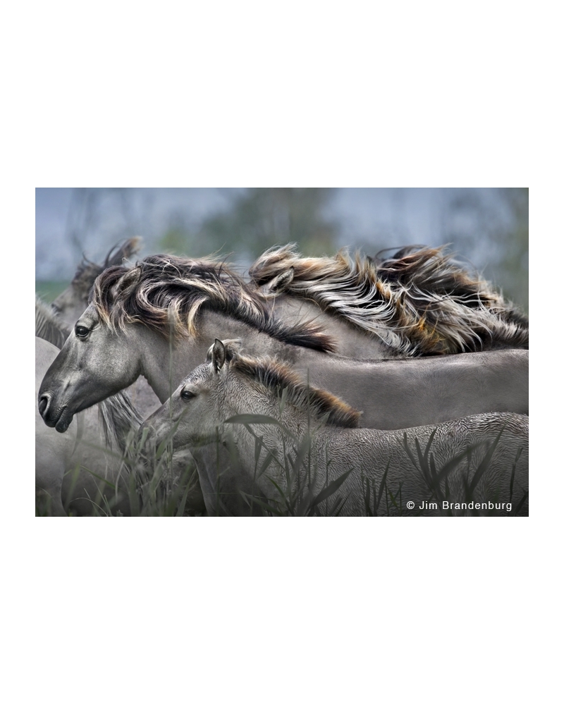 NL116 Wild Konic Horses