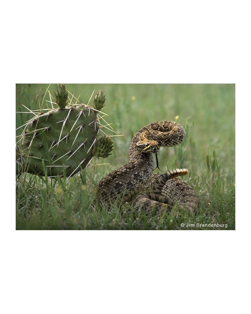 P711 Rattlesnake with cactus