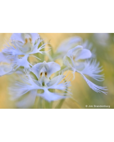 P758 Prairie fringed orchid