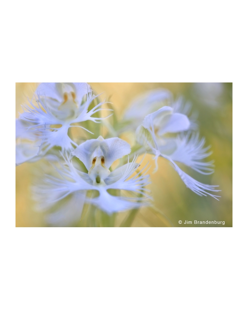 P758 Prairie fringed orchid