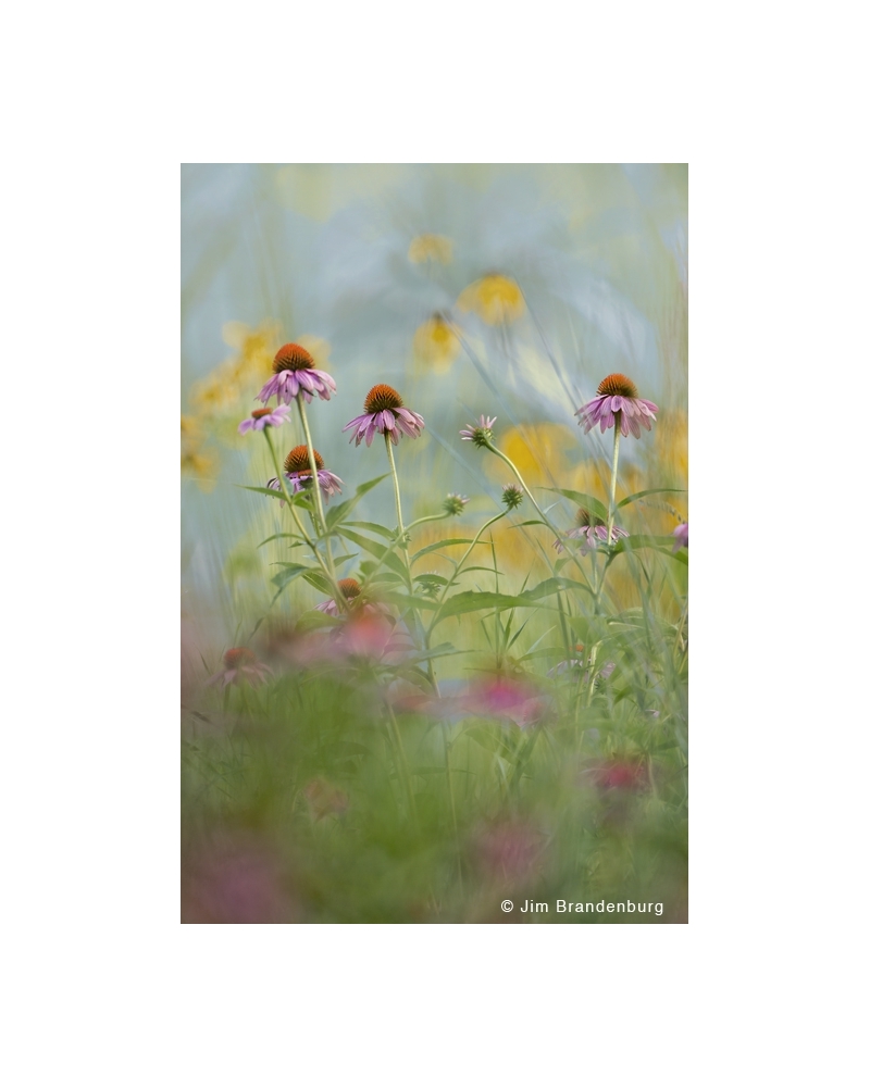 SP29 Prairie coneflowers