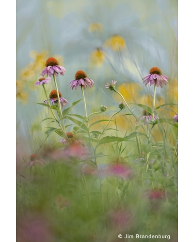 SP29 Prairie coneflowers