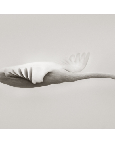 P Lone Trumpeter Swan in flight