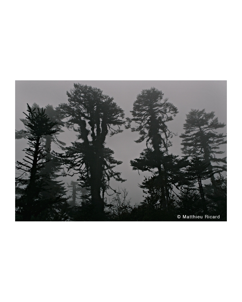 MR2190 ?Black mountains?