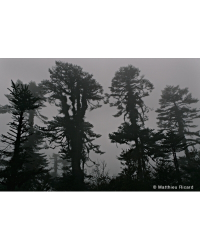 MR2190 ?Black mountains?