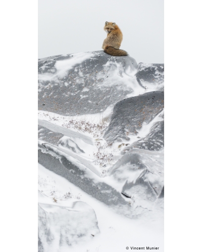 VMSOV15 Red fox, Churchill, Manitoba, Canada.