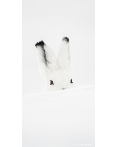 VMSOV20 Arctic hare, Banks Island, Canada.