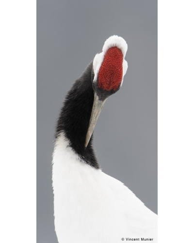 VMSOV31 Red crowned crane, Akan, Hokkaido, Japan.