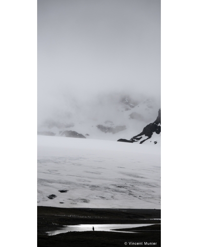 VMSOV43 King penguins, Buxton Glacier, South Georgia.