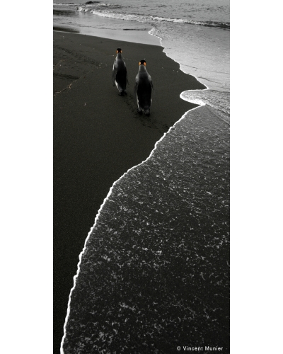 VMSOV46 King penguins, St Andrews Bay, South Georgia.