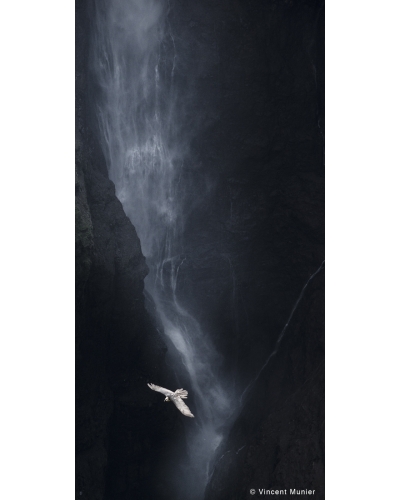 VMSOV53 Bearded vulture, Simien mountains, Ethiopia.