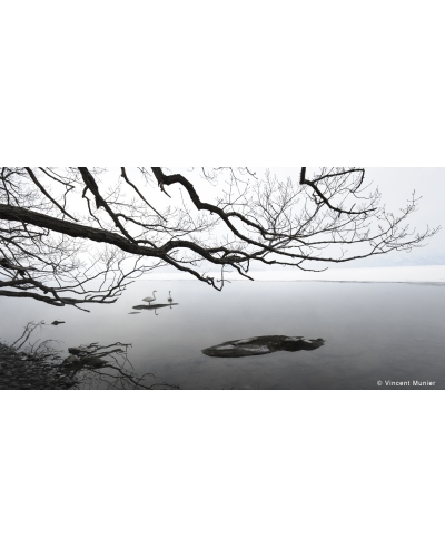 VMSOH20 Cygnes chanteurs, Lac Kussharo, Hokkaïdo, Japon.