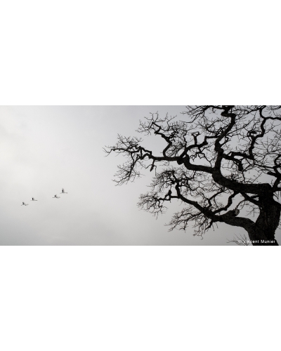 VMSOH21 Grues du Japon, Tsuiri, Hokkaïdo, Japon.