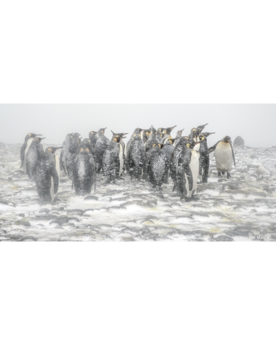 VMSOH41 King penguins, St Andrews Bay, South Georgia.