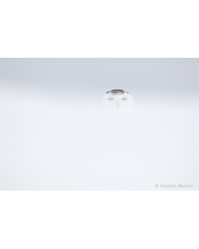 VMBN123 Snowy owl 