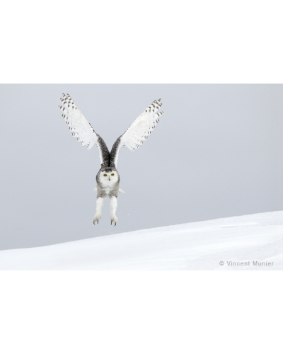 VMCA143 Snowy owl