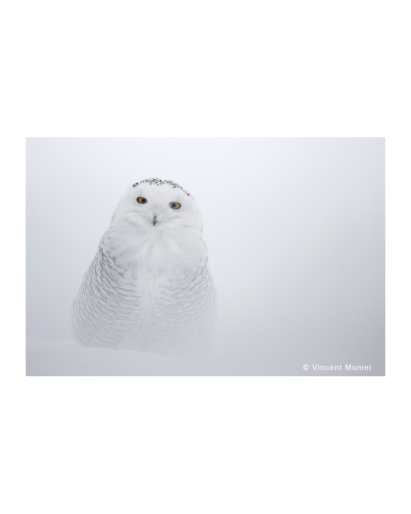 VMCA1142 Snowy owl