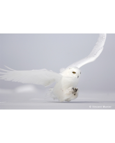 VMCA2260 Snowy owl