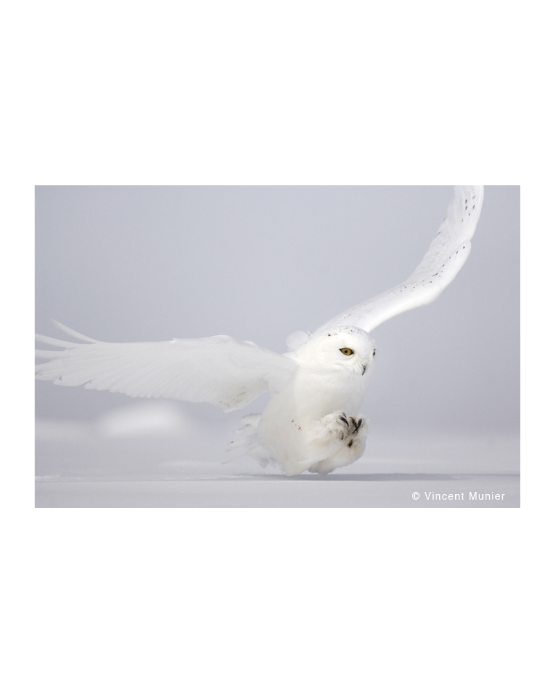 VMCA2260 Snowy owl