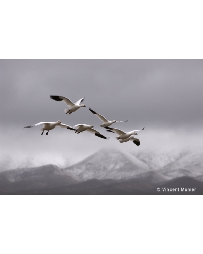 VMUS131104984 Snow geese