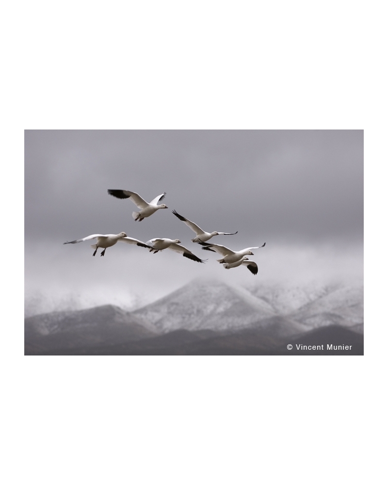 VMUS131104984 Snow geese