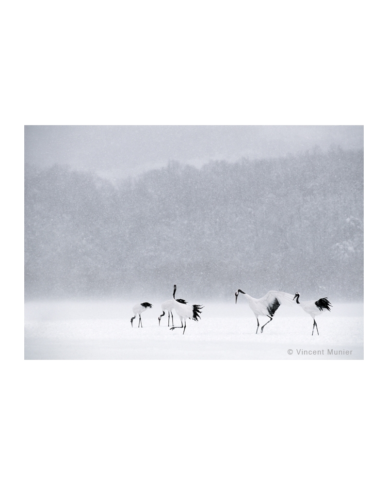 VMBN102 Red crowned cranes